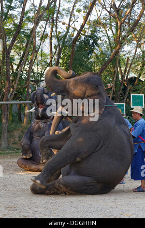 Elefanten-show, asiatischen Elefanten (Elephas Maximus) in Mae Taeng Elephant Camp, Kuet Chang, Amphoe Mae Taeng, Chiang Mai Stockfoto