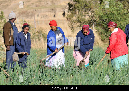 Frauen und Männer arbeiten in den Bereichen, bewässerten Feldern, Cata-Dorf in der ehemaligen Heimat-Vereinigung, Eastern Cape, Südafrika Stockfoto