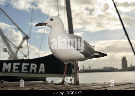 Möwe am Hafen, Waterkant, W & A Waterfront, Cape Town, Südafrika, Afrika Stockfoto