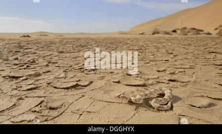 Hornotter (Bitis Caudalis) Erwachsene, auf trockenen Pfanne Lebensraum Wüste Namib-Wüste, Namibia, Februar Stockfoto