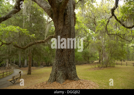 Manatee Springs State Park entlang des Flusses Suwanee in Nord-Zentral-Florida. Stockfoto