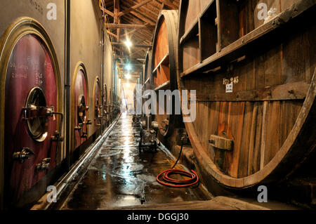 Eichenfässern und moderne Panzer für die Weinproduktion in der Bodega La Rural Weingut, Maipú, Provinz Mendoza, Argentinien Stockfoto