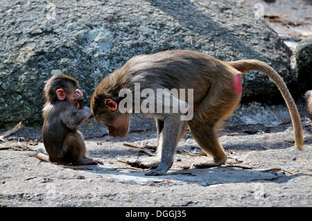 Hamadryas Pavian (Papio Hamadryas) und Young in die Gehege, Zoo Hellabrunn, München, Bayern Stockfoto