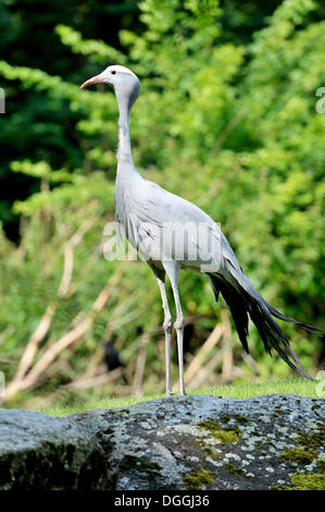 Blau oder Paradies Kran (Anthropoides Paradisea), Zoo Hellabrunn, München, Bayern Stockfoto