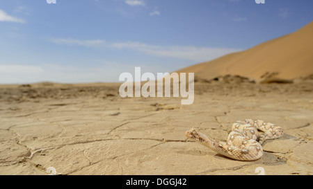 Hornotter (Bitis Caudalis) Erwachsene, auf trockenen Pfanne Lebensraum Wüste Namib-Wüste, Namibia, Februar Stockfoto