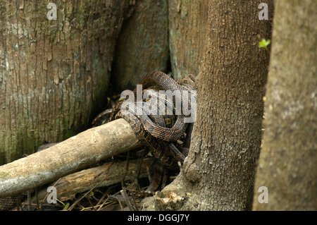 Manatee Springs State Park entlang des Flusses Suwanee in Nord-Zentral-Florida. Stockfoto