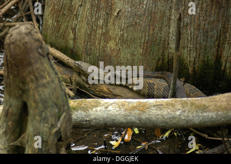 Manatee Springs State Park entlang des Flusses Suwanee in Nord-Zentral-Florida. Stockfoto