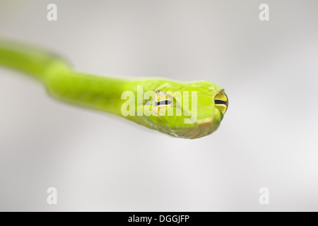 Oriental Whipsnake (Ahaetulla Prasina) Erwachsene, Nahaufnahme des Kopfes, Malaysia Borneo, Borneo, Malaysia, Februar Stockfoto