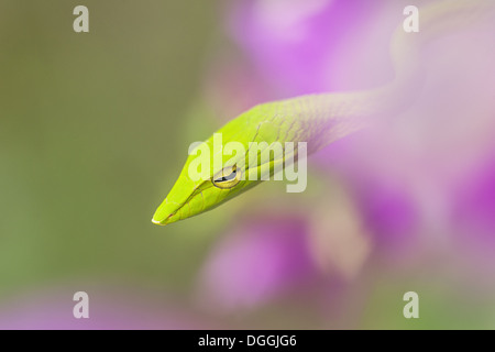 Oriental Whipsnake (Ahaetulla Prasina) Erwachsene, Nahaufnahme des Kopfes unter Blumen, Malaysia Borneo, Borneo, Malaysia, Februar Stockfoto