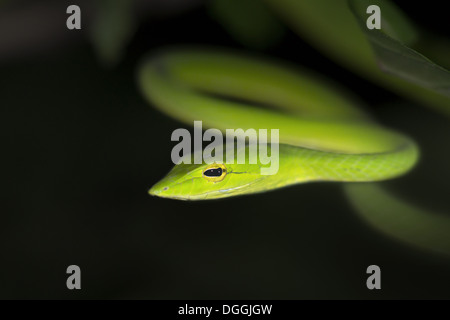 Oriental Whipsnake (Ahaetulla Prasina) Erwachsenen Nahaufnahme der Kopf Hälfte aufgerollt auf Baum bei Nacht Malaysian Borneo Borneo Malaysia Stockfoto