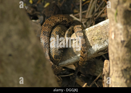 Manatee Springs State Park entlang des Flusses Suwanee in Nord-Zentral-Florida. Stockfoto