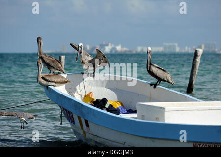 Braune Pelikane (Pelecanus Occidentalis) thront auf einem Fischerboot am Strand von Puerto Juarez, Cancun, Halbinsel Yucatan Stockfoto