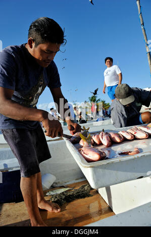 Fischer nähert sich der Strand von Puerto Juarez in den frühen Morgenstunden, wird den gefangenen Fisch, entkernt und verkauft gereinigt Stockfoto