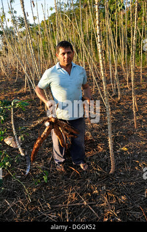 Bauern ernten, Maniok oder Maniok Wurzeln, San Gregorio, Caaguazu Abteilung, Paraguay Stockfoto