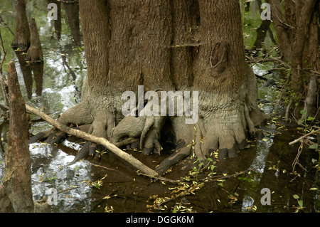 Manatee Springs State Park entlang des Flusses Suwanee in Nord-Zentral-Florida. Stockfoto