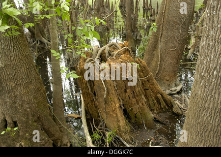 Manatee Springs State Park entlang des Flusses Suwanee in Nord-Zentral-Florida. Stockfoto