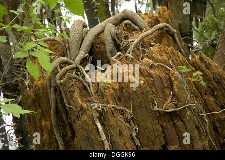 Manatee Springs State Park entlang des Flusses Suwanee in Nord-Zentral-Florida. Stockfoto