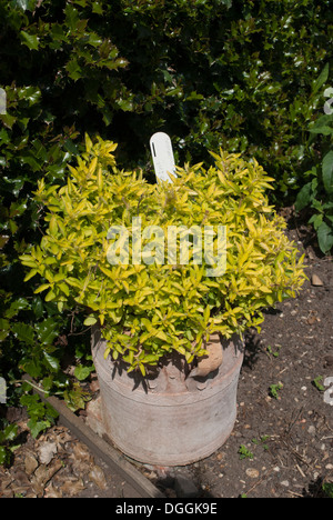 Goldene Oregano Pflanze wächst in einem reich verzierten pot Stockfoto