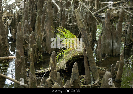 Manatee Springs State Park entlang des Flusses Suwanee in Nord-Zentral-Florida. Stockfoto