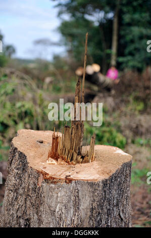 Stumpf ein frisch gefällter Baum, Jaguary, Caaguazu Abteilung, Paraguay Stockfoto