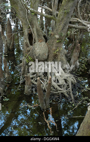 Manatee Springs State Park entlang des Flusses Suwanee in Nord-Zentral-Florida. Stockfoto