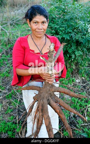 Indigene Frauen halten eine große Maniok oder Maniok (Manihot Esculenta) Wurzel, in der Gemeinschaft der Mbya-Guarani-Indianer, Campito Stockfoto