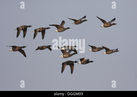 Ringelgänse oder Brant Gänse (Branta Bernicla), Insel Texel, Niederlande, Europa Stockfoto