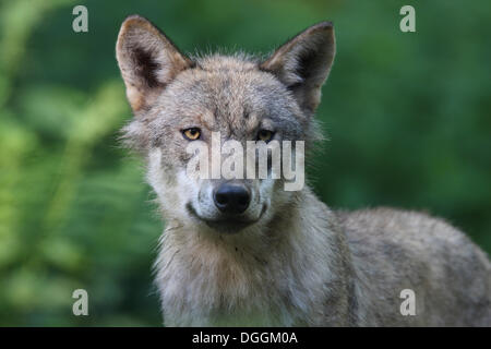 Grauer Wolf (Canis Lupus), Pup, Porträt, Weilburg Zoo, Hessen Stockfoto