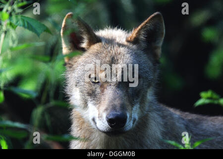 Grauer Wolf (Canis Lupus), Pup, Porträt, Weilburg Zoo, Hessen Stockfoto