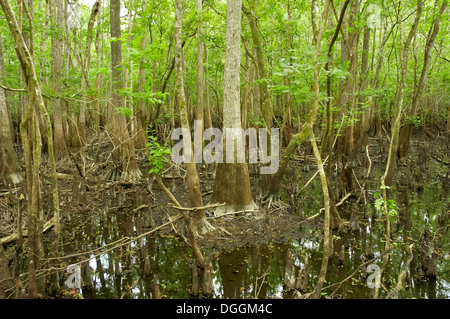 Manatee Springs State Park entlang des Flusses Suwanee in Nord-Zentral-Florida. Stockfoto