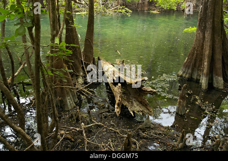 Manatee Springs State Park entlang des Flusses Suwanee in Nord-Zentral-Florida. Stockfoto