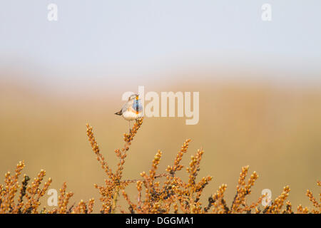 Blaukehlchen (Luscinia Svecica), Texel, Niederlande, Europa Stockfoto