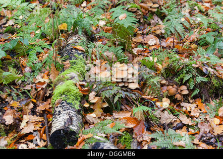 Winter-Pilz, samt Stiel, samt Fuß oder freien. (Flammulina Velutipes), Limburg, Hessen Stockfoto