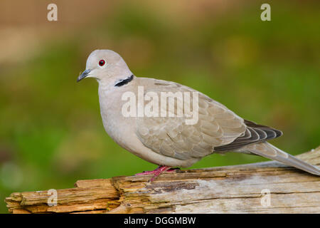 Eurasian Collared Dove (Streptopelia Decaocto), Augsburg, Limburg ein der Lahn, Hessen, Deutschland Stockfoto