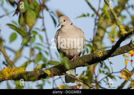 Eurasian Collared Dove (Streptopelia Decaocto), Augsburg, Limburg ein der Lahn, Hessen, Deutschland Stockfoto