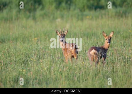 Reh (Capreolus Capreolus), Buck und Doe, Augsburg, Limburg ein der Lahn, Hessen, Deutschland Stockfoto