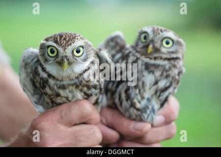 Hände halten zwei kleine Eulen (Athene Noctua), Augsburg, Limburg ein der Lahn, Hessen, Deutschland Stockfoto