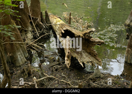 Manatee Springs State Park entlang des Flusses Suwanee in Nord-Zentral-Florida. Stockfoto