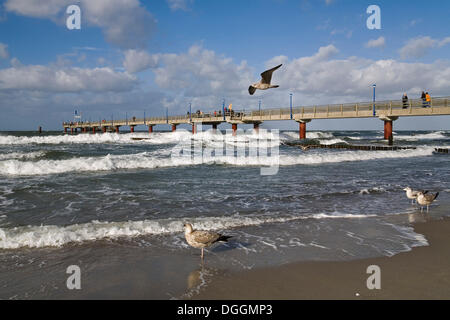 Junge europäische Silbermöwe (Larus argentatus) vor dem Pier von der Ostsee Kurort Zingst Stockfoto