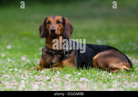 Tiroler Bracke, hound Dog, Tirol, Österreich, Europa Stockfoto