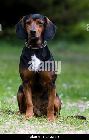 Tiroler Bracke, hound Dog, Tirol, Österreich, Europa Stockfoto