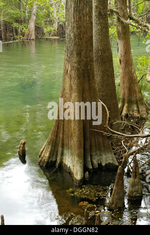 Manatee Springs State Park entlang des Flusses Suwanee in Nord-Zentral-Florida. Stockfoto