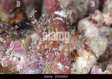 Marmorierte Garnelen (Saron Marmoratus) Erwachsenen bei Nacht Mioskon Dampier Straits Raja Ampat Inseln (vier Könige) West Papua Neu Guinea Stockfoto