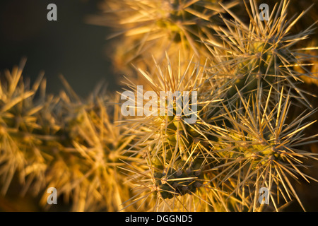 Goldene Abendlicht beleuchtet Cholla Kaktus im Saguaro National Park, Tucson, Arizona, USA. Stockfoto