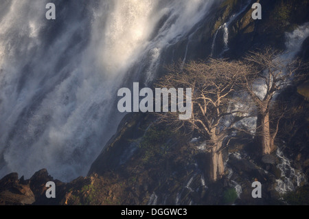 Baobab in der Gischt am unteren Rand den Ruacana Wasserfällen, Namibia Stockfoto