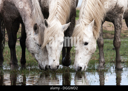 Drei Camargue-Pferde trinken Wasser aus Sumpf Stockfoto