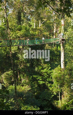 Reisende, die in der Borneo Rainforest Lodge über eine Hängebrücke mit Baldachin im tropischen Tiefland-Regenwald spazieren Stockfoto