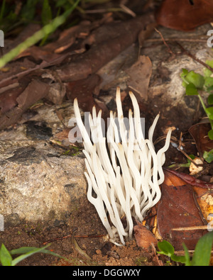 Korallenpilz, der im Laubstreu des ungestörten Tieflandregenwaldbodens wächst, Danum Valley, Sabah, Borneo, Malaysia Stockfoto