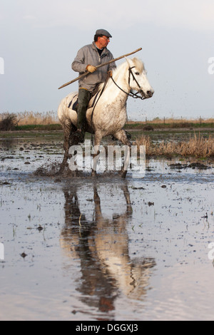 Der Franzose, Gardian auf der Camargue reiten durch Feuchtgebiete Stockfoto