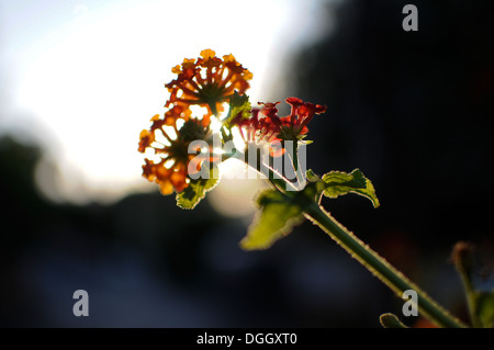 Schöne Flora von Ibiza, Balearen, Spanien Stockfoto